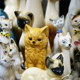 chats et chiens