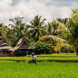 Homme dans une rizière à Bali