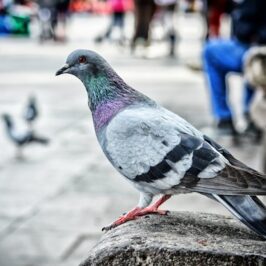 Pigeon. Crédit photo Genaro Servin.