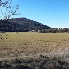 Champs et colline à Vernègues (13)