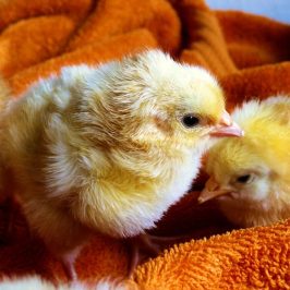 Poussins. Crédit photo Pixabay. Pexels.