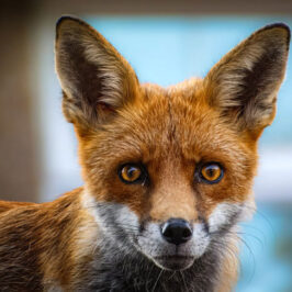 Renard Crédit photo Pexel Jimmy K