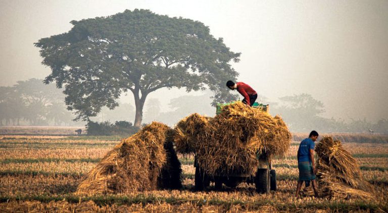 Travailleurs paysans ramassant le foin dans un champs
