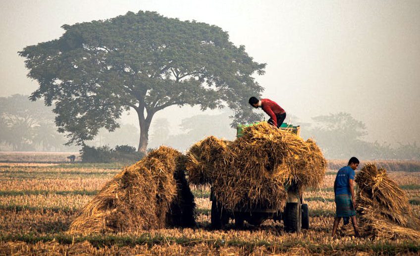 Travailleurs paysans ramassant le foin dans un champs