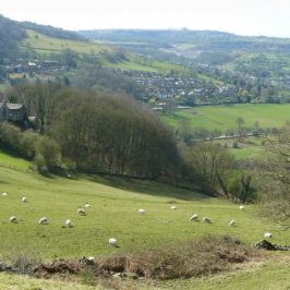 Campagne anglo-saxonne avec moutons